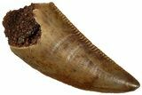 Serrated, Raptor Tooth - Real Dinosaur Tooth #295930-1